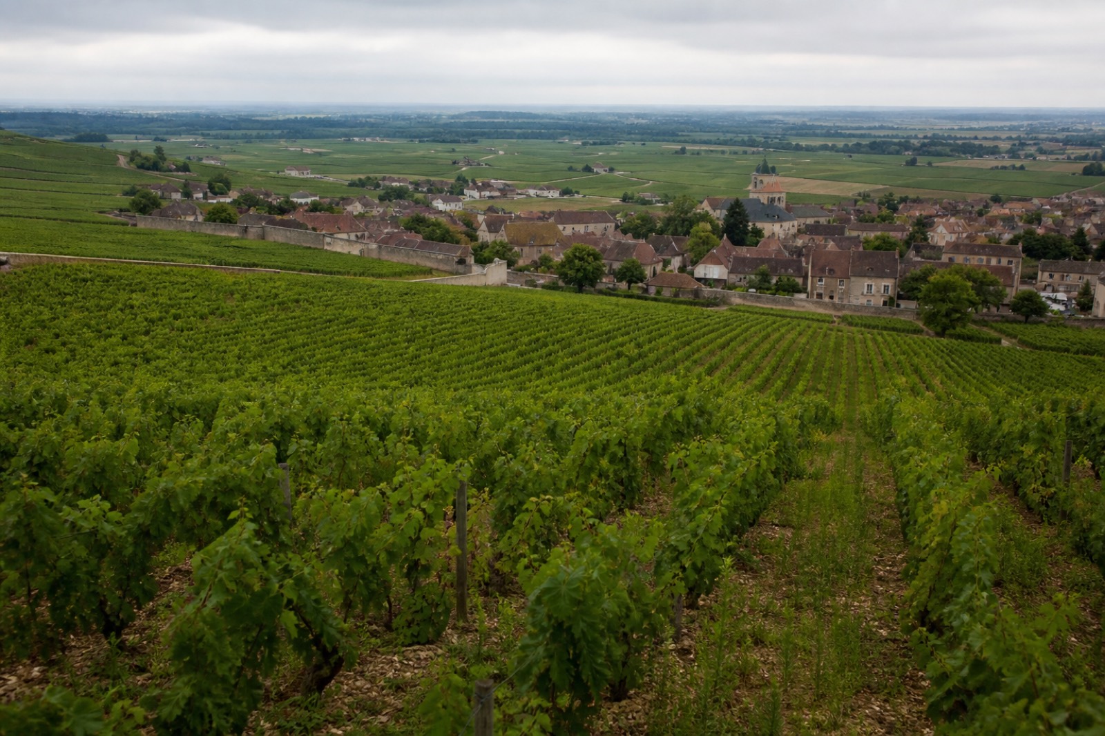 Rangs de vigne en Bourgogne, à la mi-août.