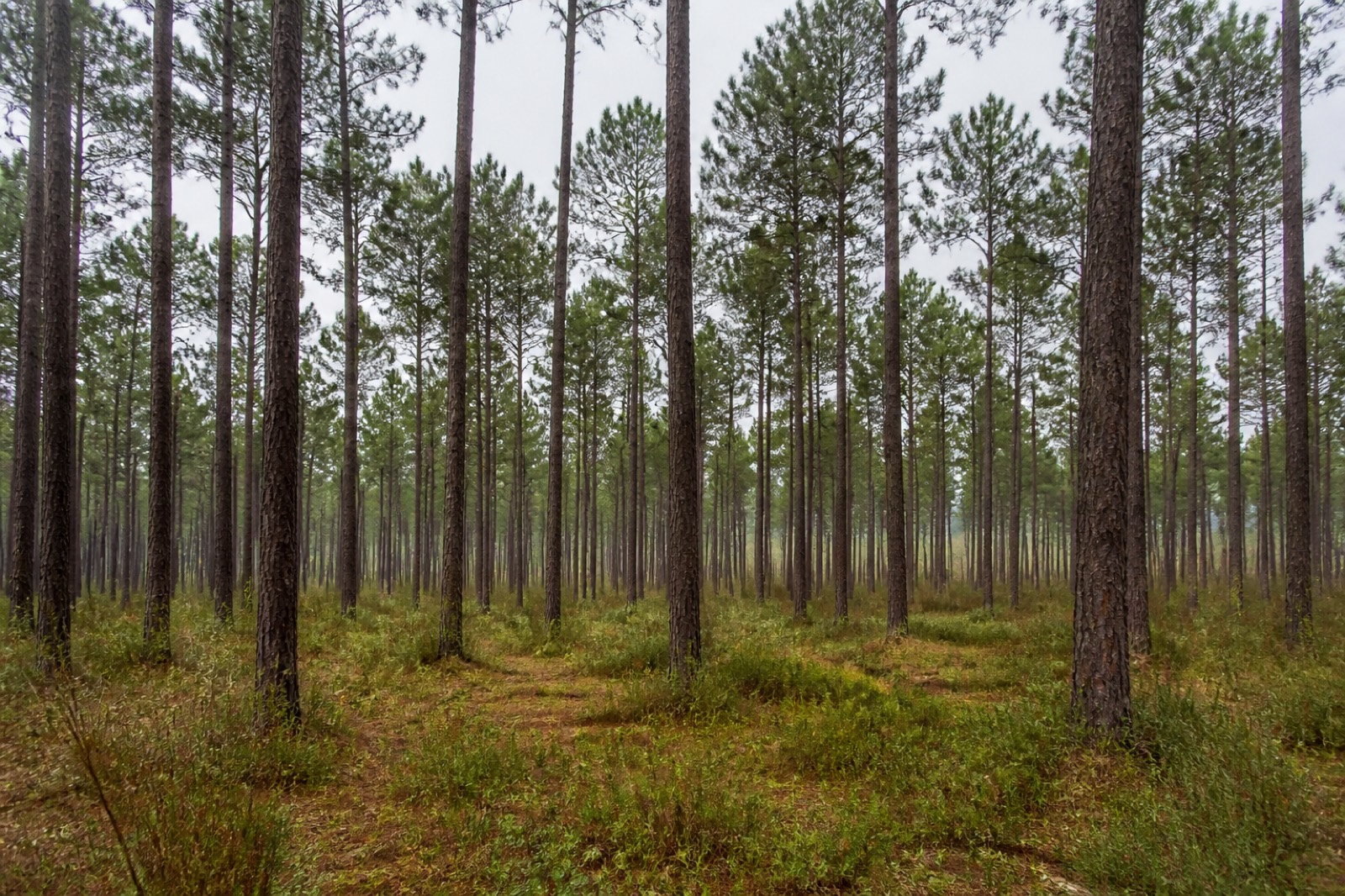 Pinède des Landes, sous surveillance estivale.